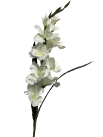 468d9s9xfnrmt0cx7w5bdndt7w_preview_0-ezremove