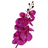 2026-03-27_17-16-23-no-bg-preview (carve.photos)