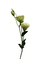 jq08bfg67srmt0cx8ba9efstq4_preview_0-ezremove