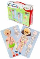 Веселые магнитики Тело человека арт.ИН-5520