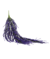 2026-03-30_12-09-53-no-bg-preview (carve.photos)