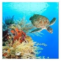 Штора для ванны Brimix 180200 гигантская черепаха 02-10