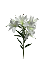 bgy1ha8cdhrmy0cx7vf9a8ny18_preview_0-ezremove