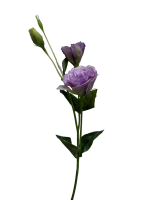 7fnsvjkk21rmy0cx8baa4spm38_preview_0-ezremove