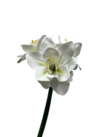 jv8x6ds1s5rmt0cx7w7ttwzw04_preview_0-ezremove