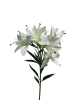 bgy1ha8cdhrmy0cx7vf9a8ny18_preview_0-ezremove